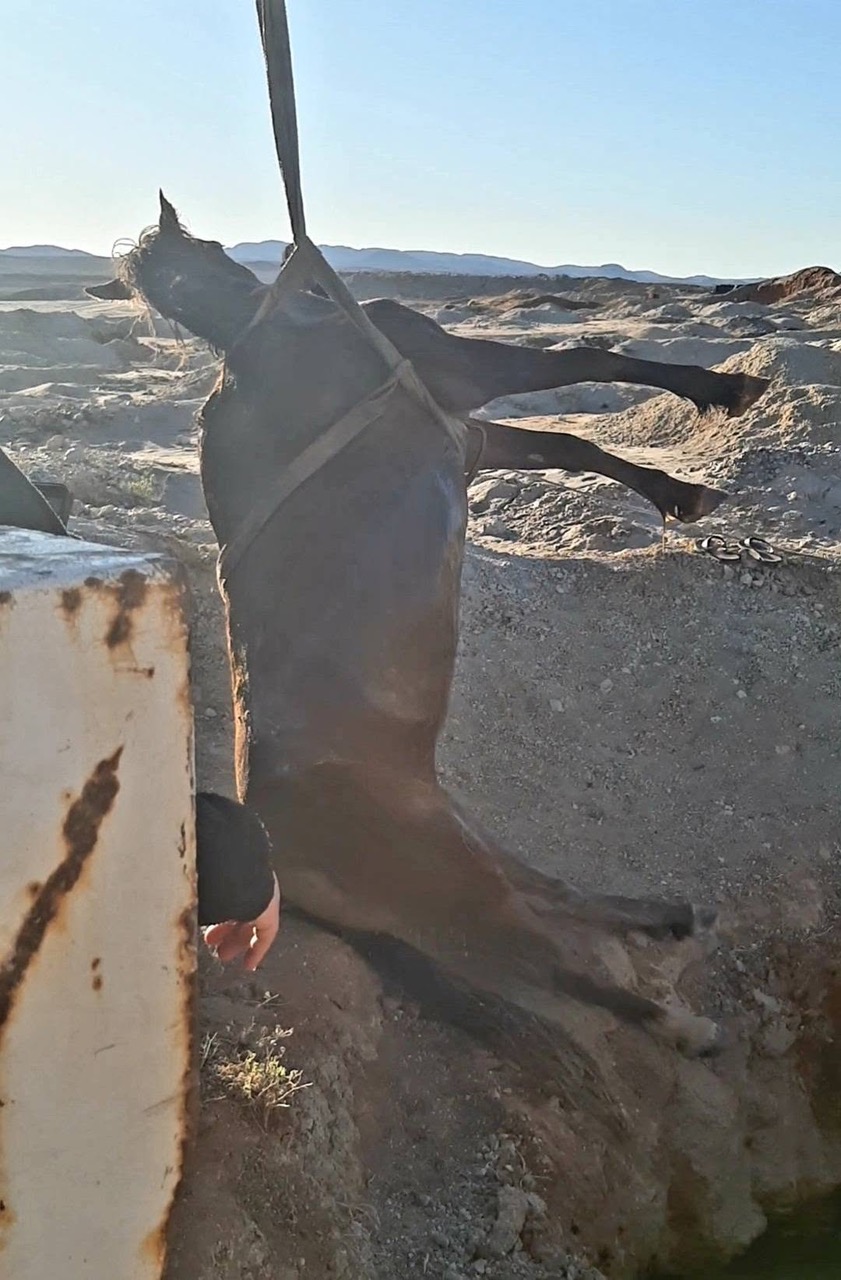Mare