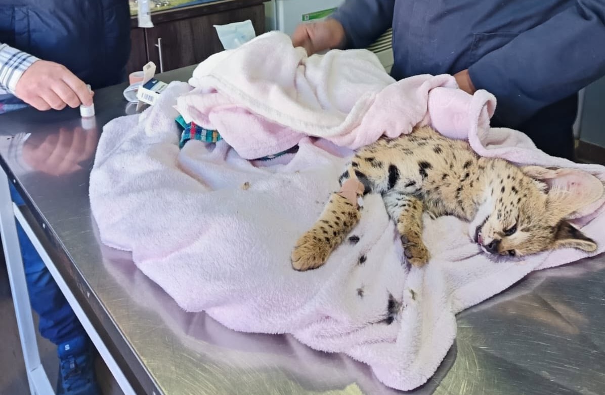 Serval Kitten