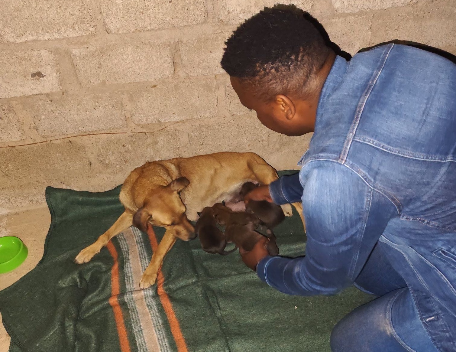 A Late-Night Rescue Saves Six Vulnerable Dogs in Soshanguve