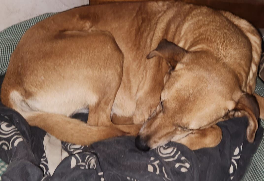 Missing Dog