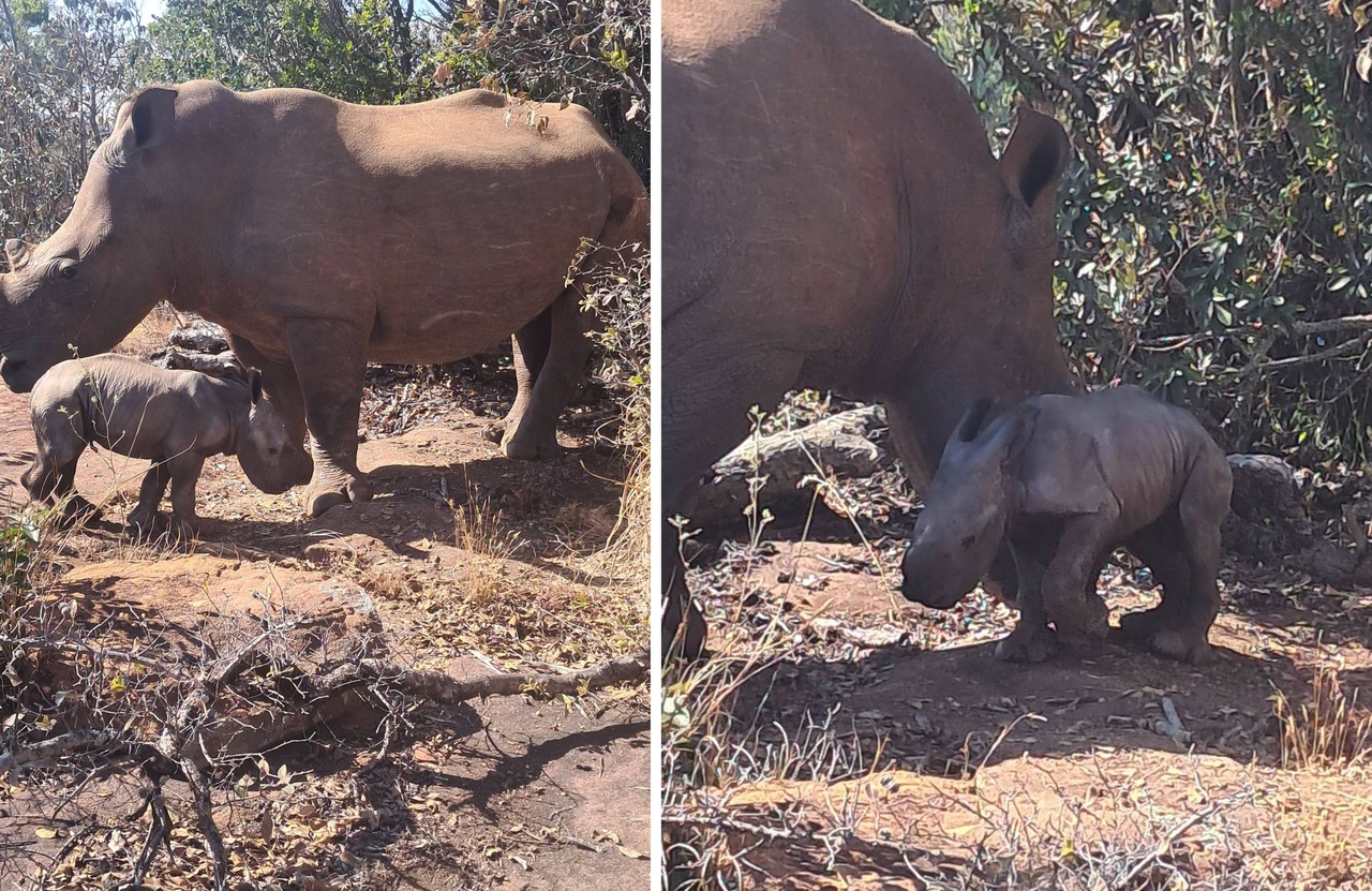 Rescue Rhino