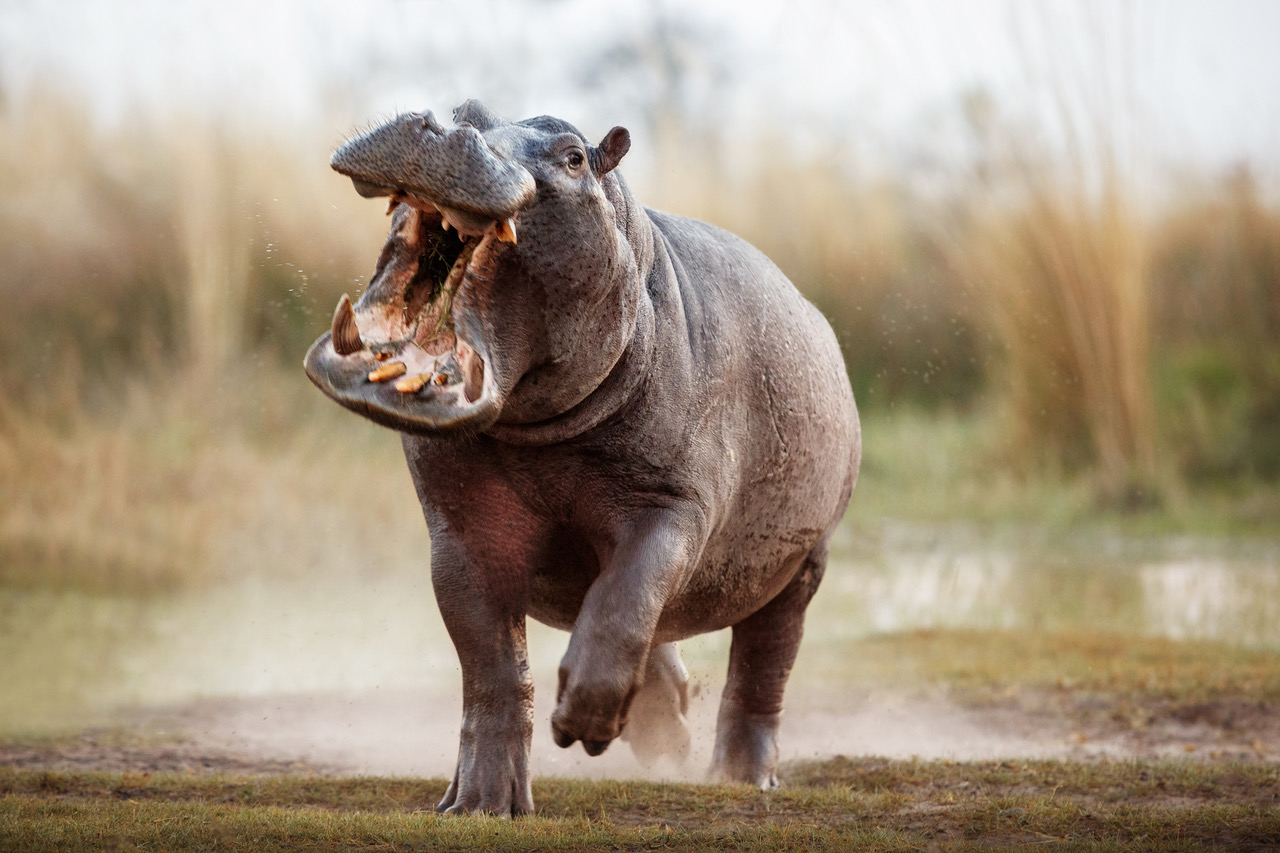 UP Study Is First to Uncover Hidden Bacteria in Hippo Mouths