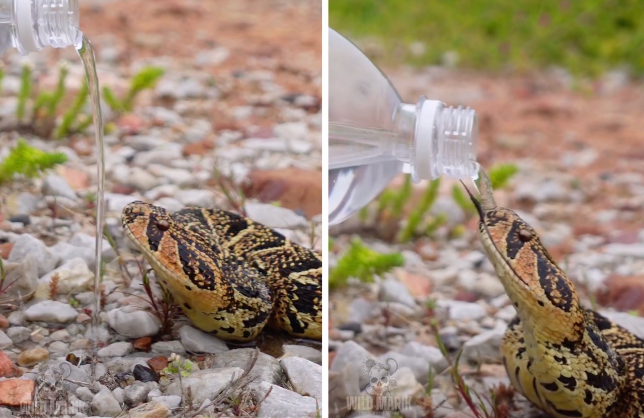 Puff Adder