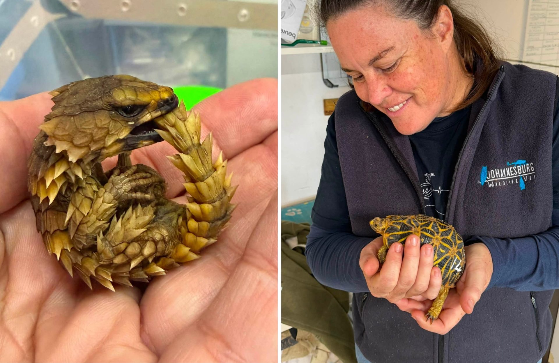 Fund Urgent Care for Rescued Pangolins and Reptiles