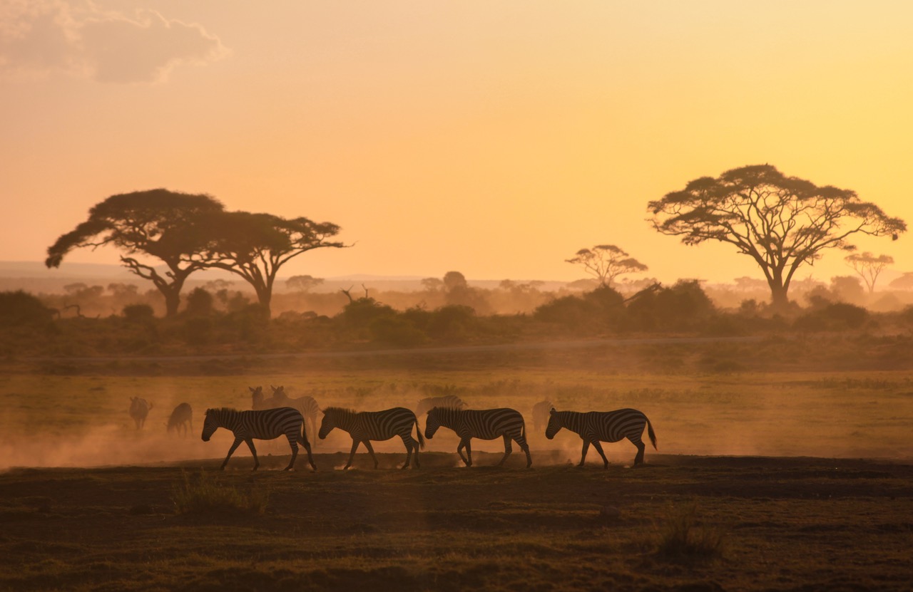 Wildlife Holiday