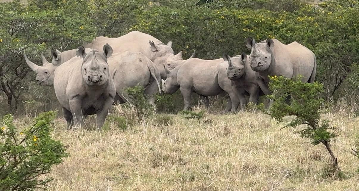 Black Rhino