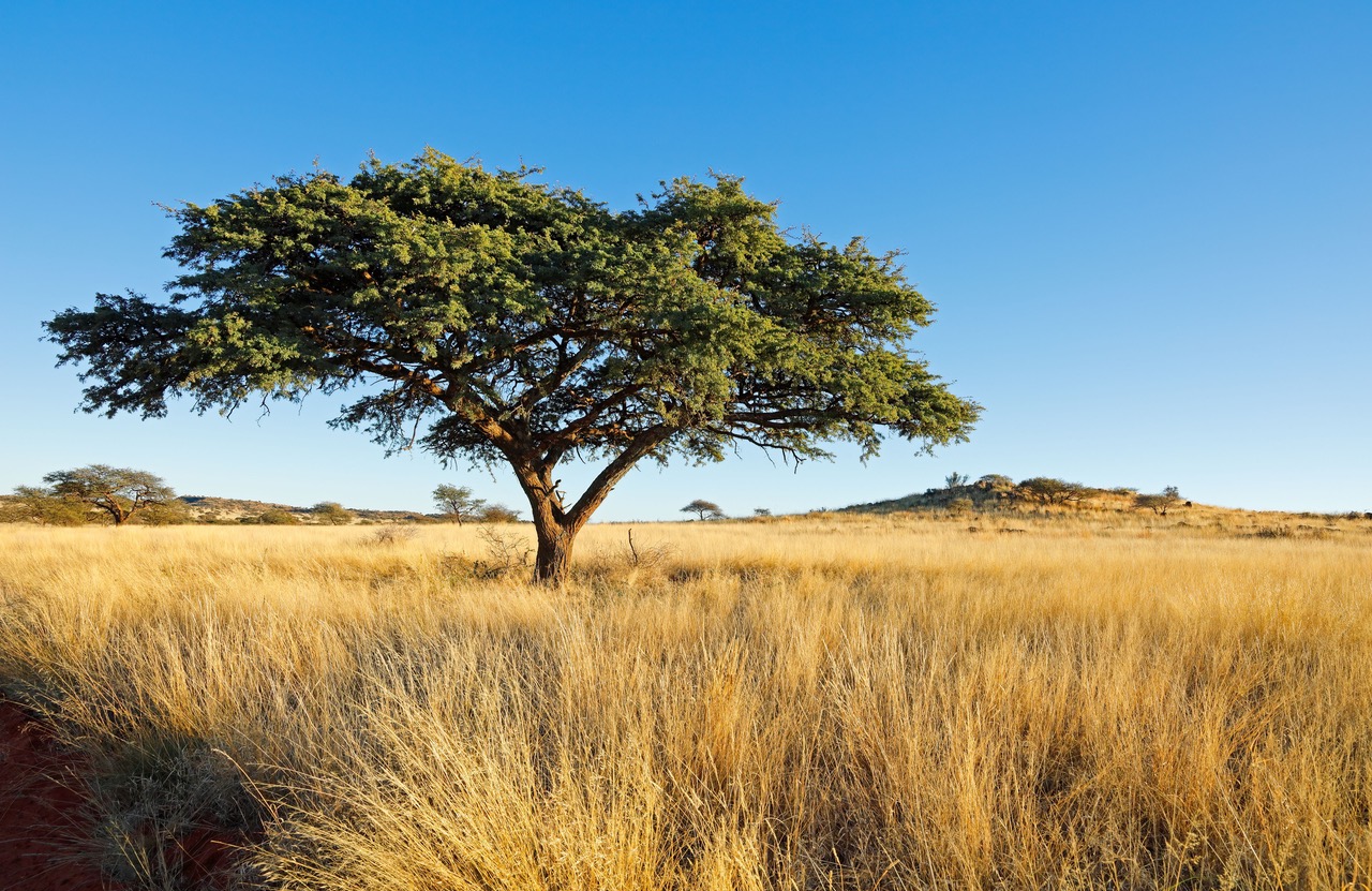 Kgalagadi