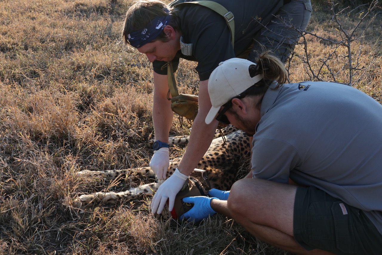 Cheetahs