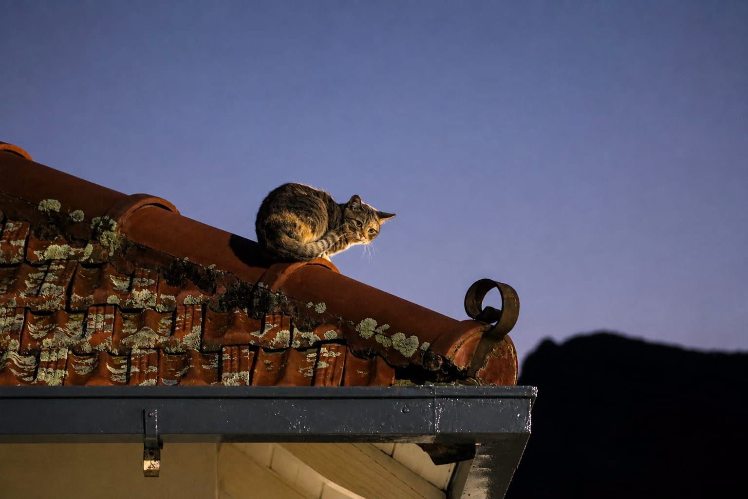 Stray Cat