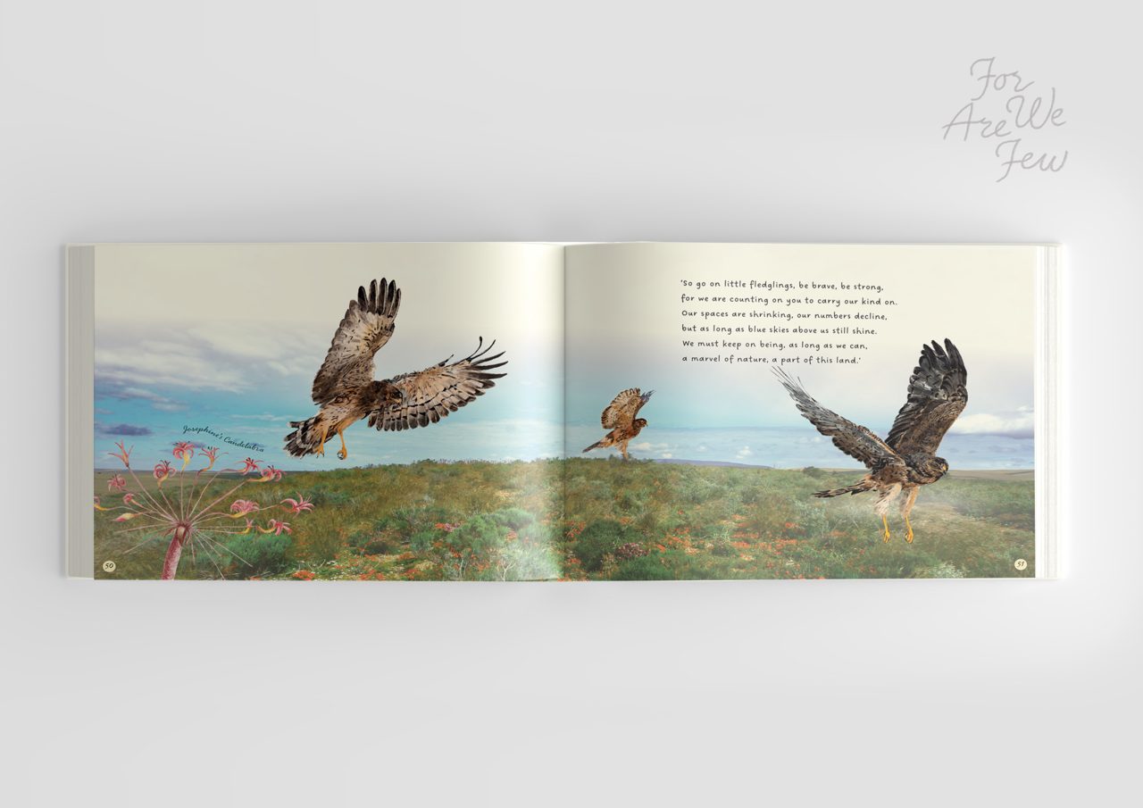Black Harrier