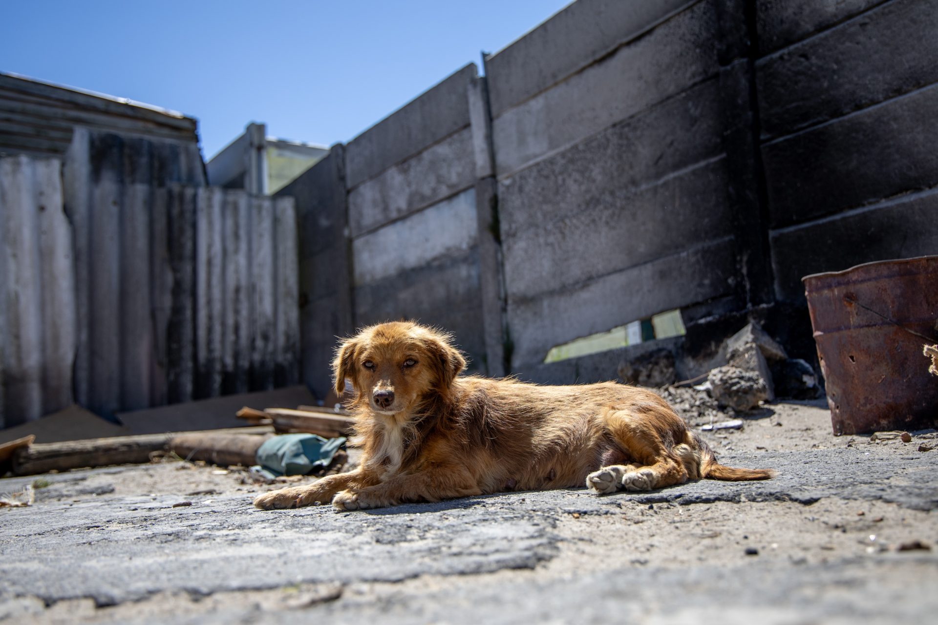 Homeless Animals Day