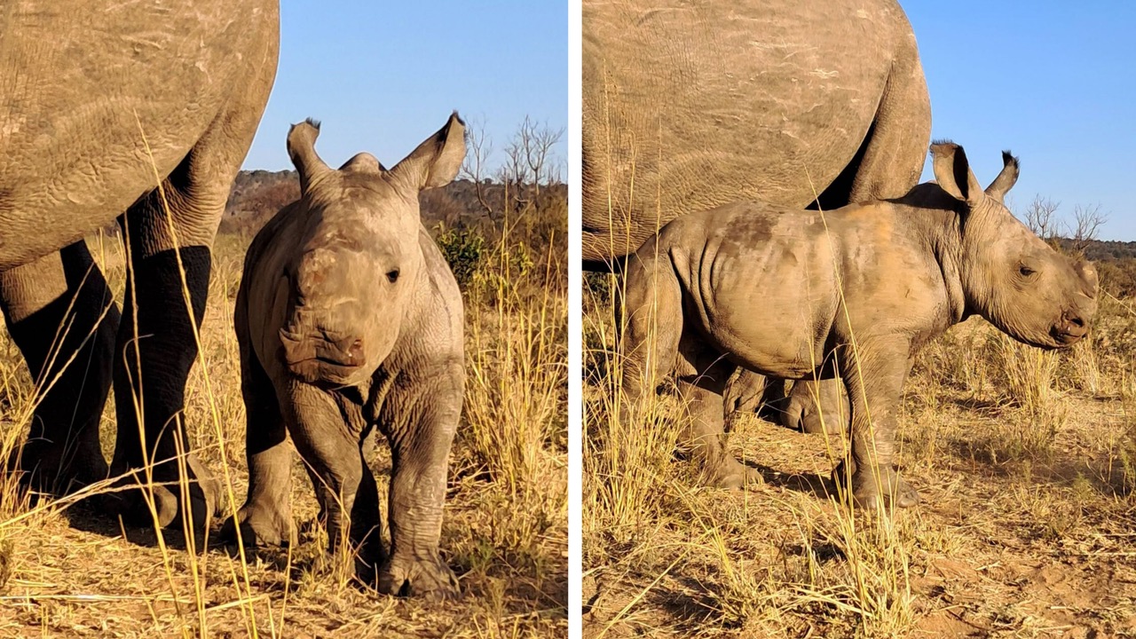 Rhino