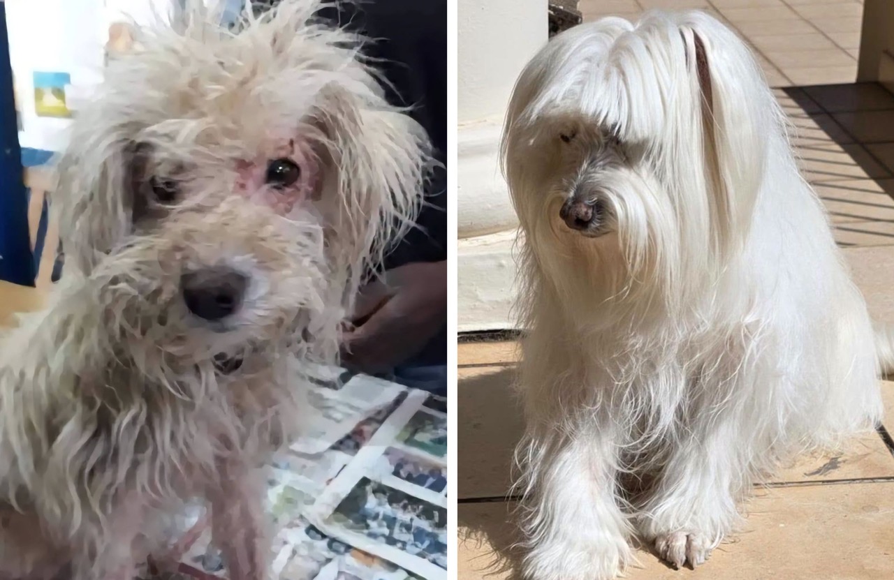Photo Credit: Swellendam SPCA