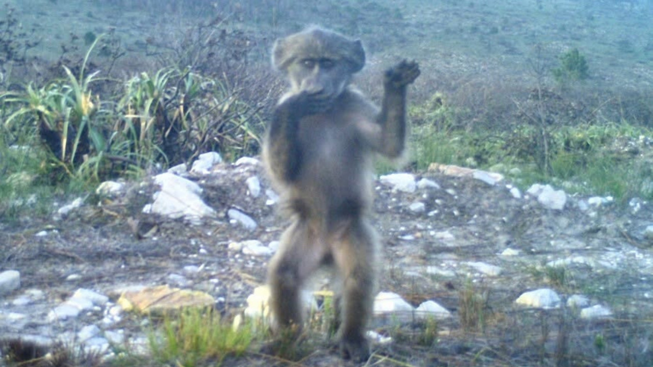 Baboon