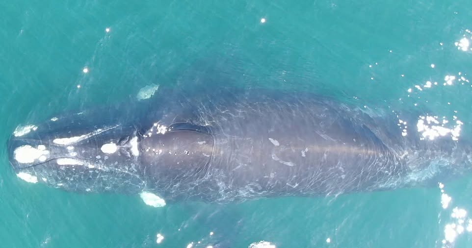 Whale