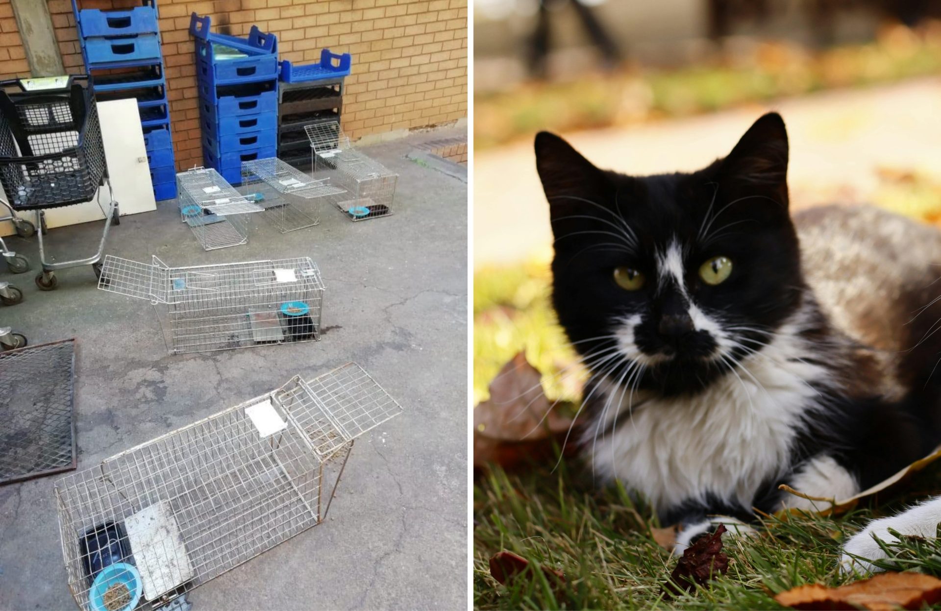 Feline Cadets