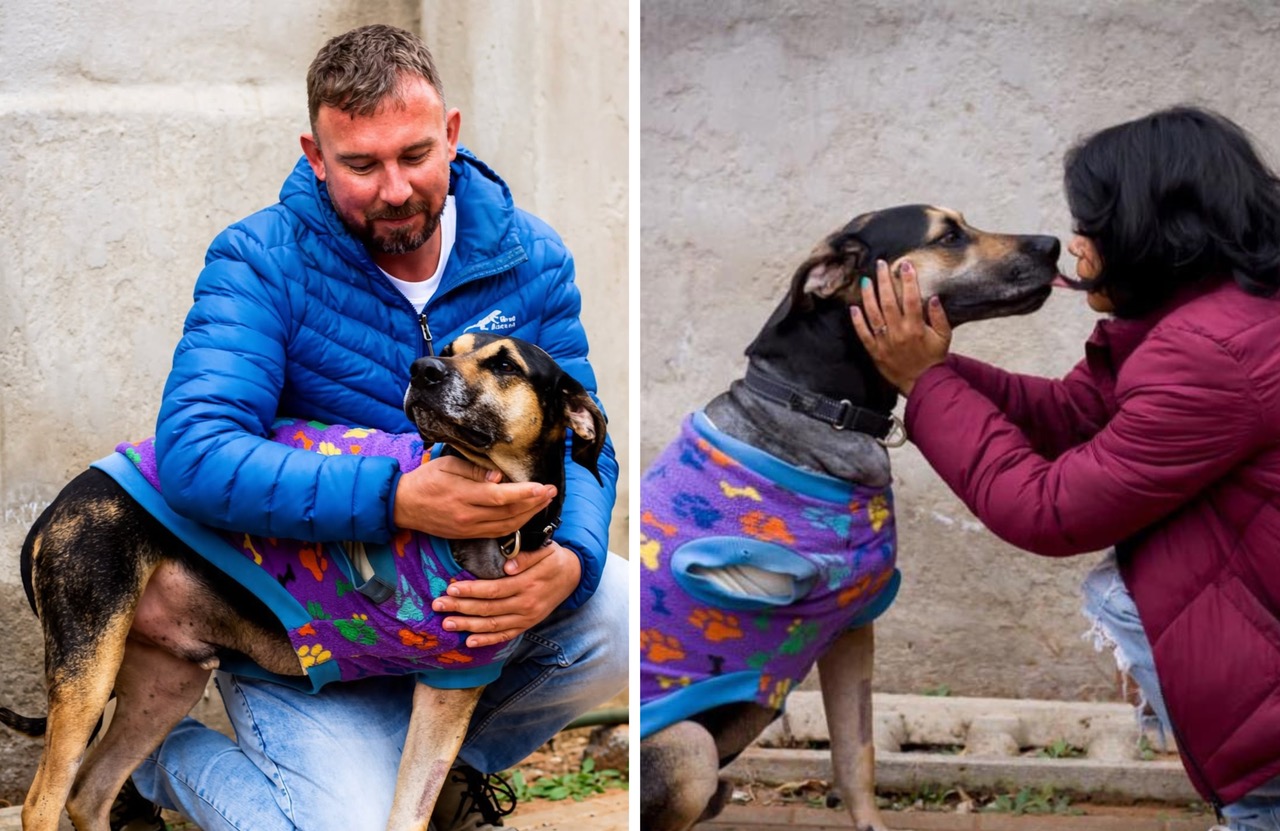 Rex Rescue dog