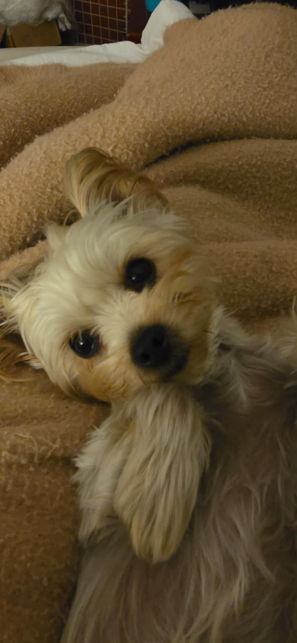 A Missing Pup Named Lilly is Bringing Strangers Together Across South Africa