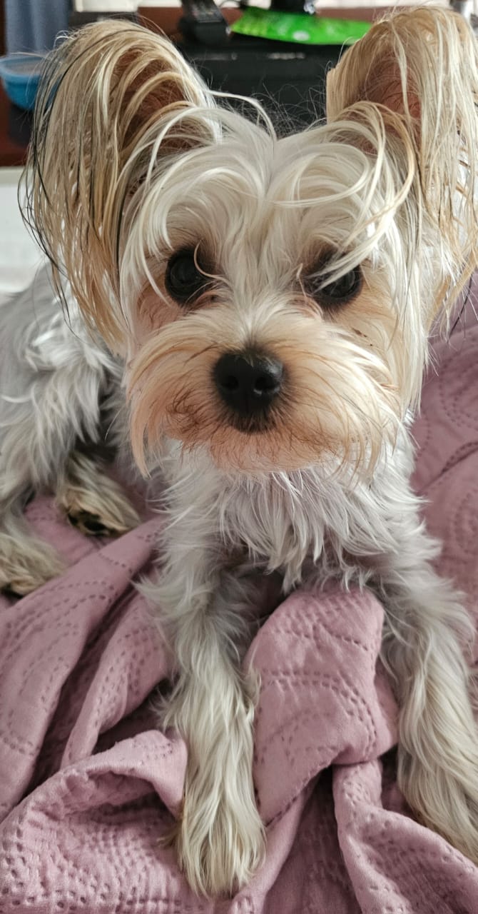A Missing Pup Named Lilly is Bringing Strangers Together Across South Africa