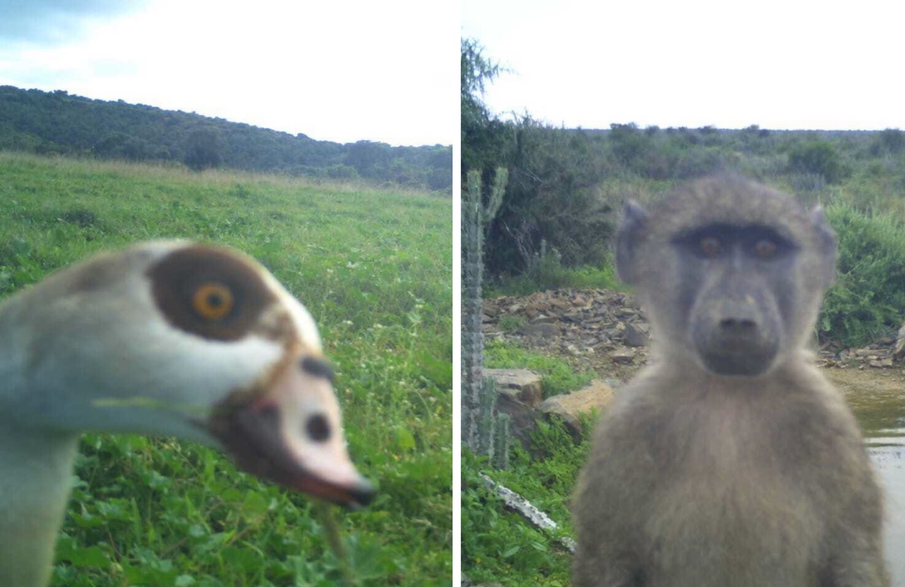 Wildlife Selfies