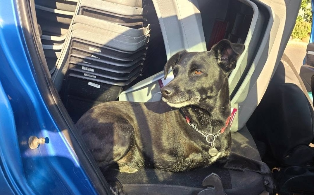 10 Kennels 1 Small Car