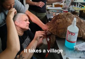 20 Tortoises