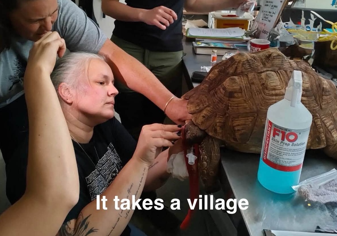 20 Tortoises