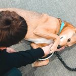 AWS Therapy Dogs