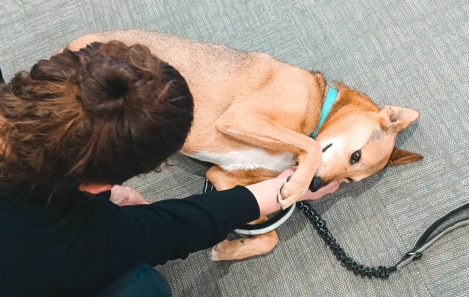 AWS Therapy Dogs