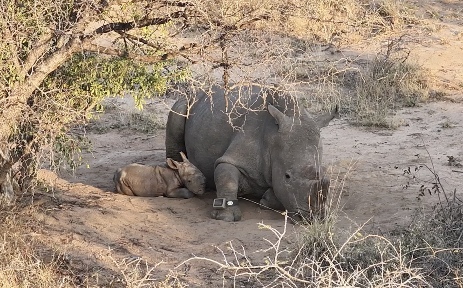 Rhino