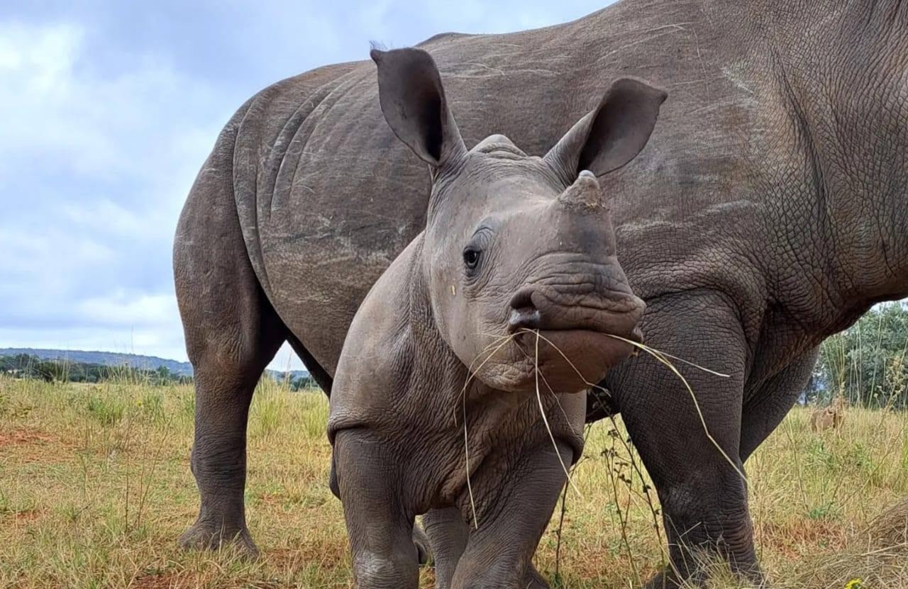 Rhino
