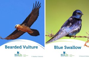 Bird of the Year