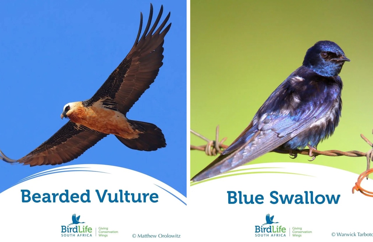 Bird of the Year