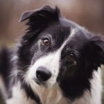 Border Collie Rescue SA
