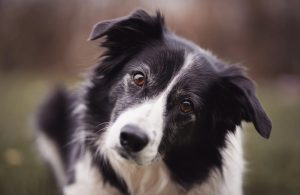 Border Collie Rescue SA