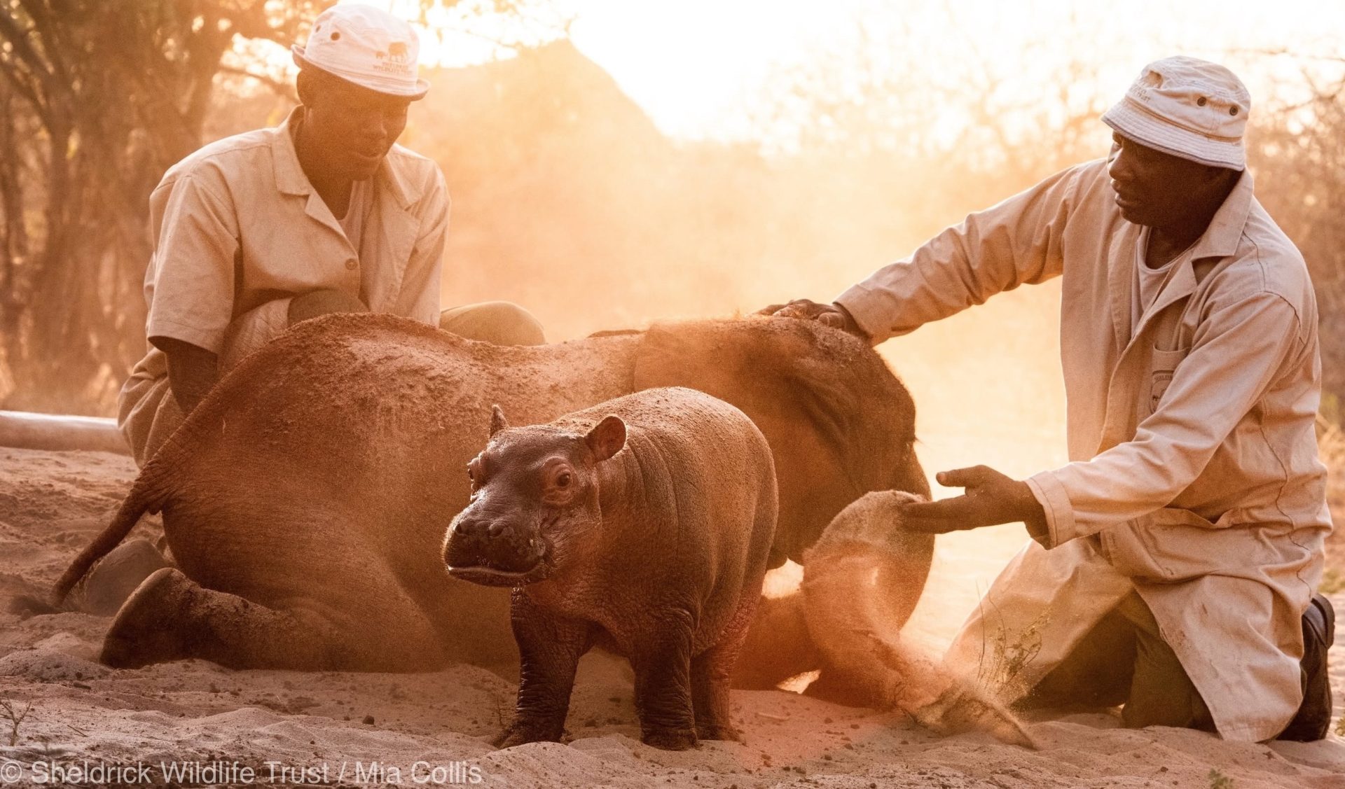 Who Knew the World Could Love a Hippo This Much? Bumpy Goes Viral Again!