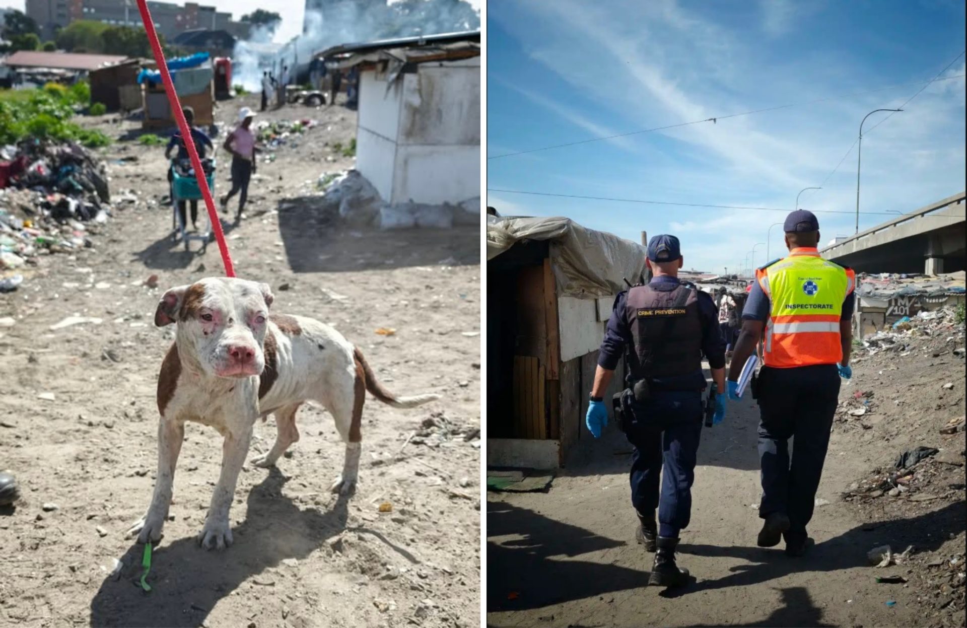40 Animals Receive Lifesaving Care