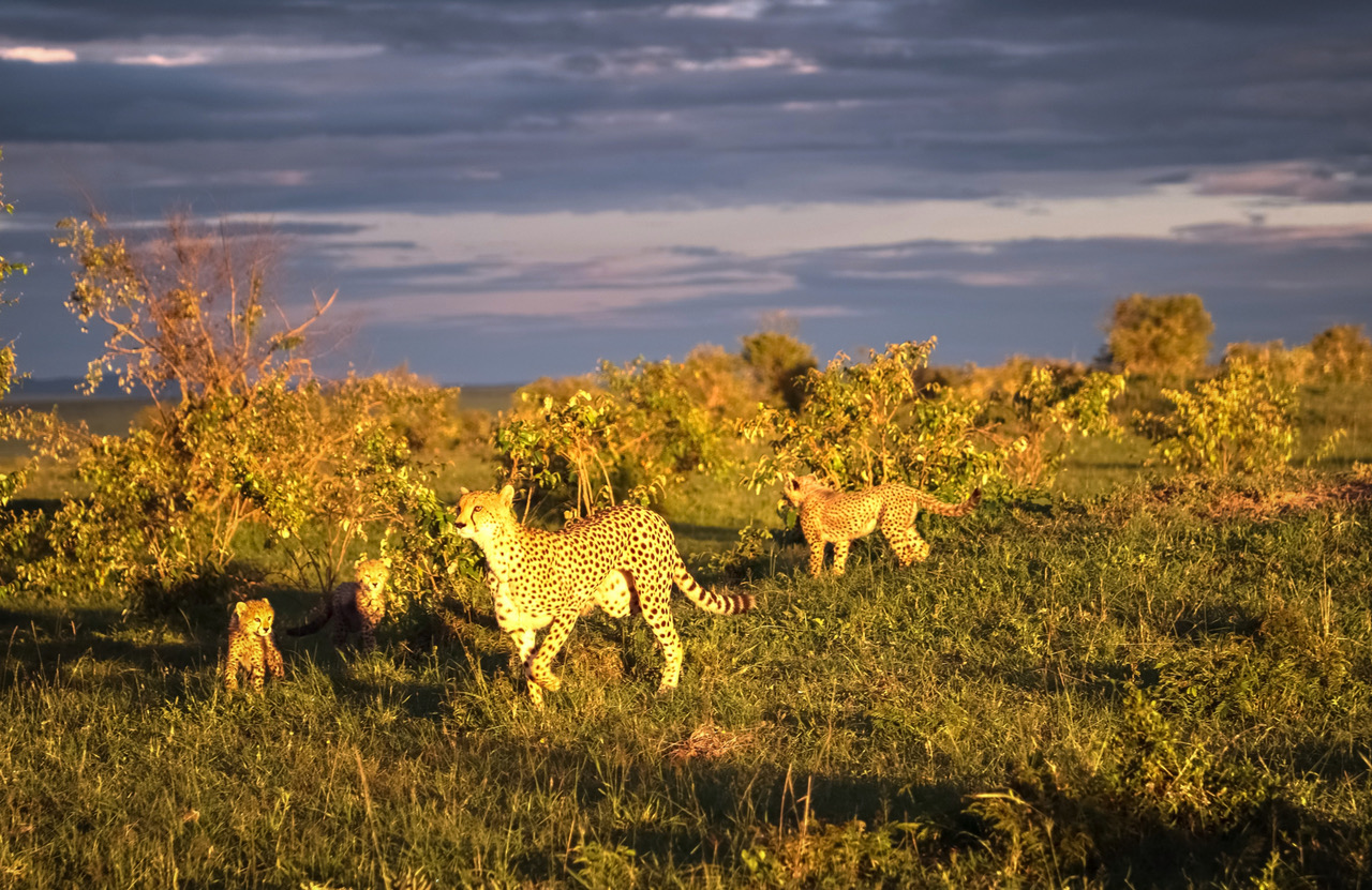 Cheetah