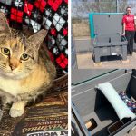 Feral Cats