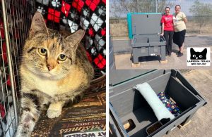 Feral Cats