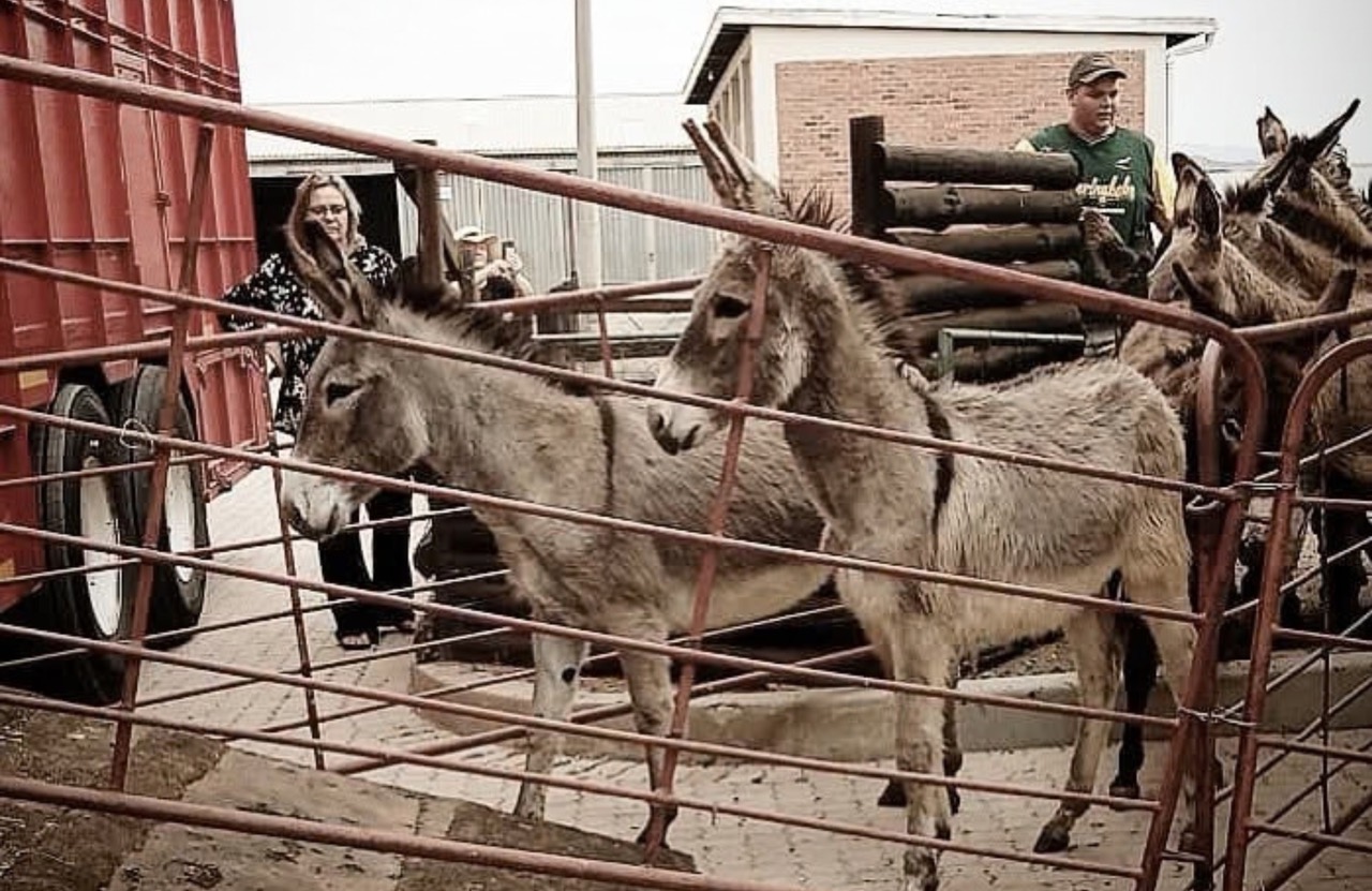 Donkeys