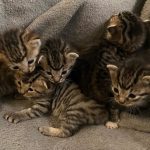 5 Tiny Tabbies