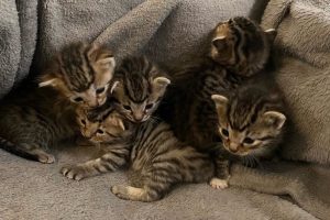 5 Tiny Tabbies