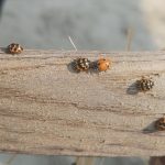 Ladybug