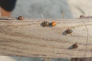 Ladybug