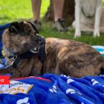 Therapy Dogs