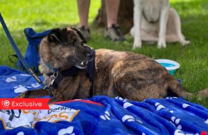 Therapy Dogs
