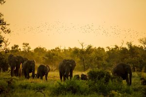Poaching Expedition in Kruger Takes an Unexpected Turn Thanks to a Herd of Elephants