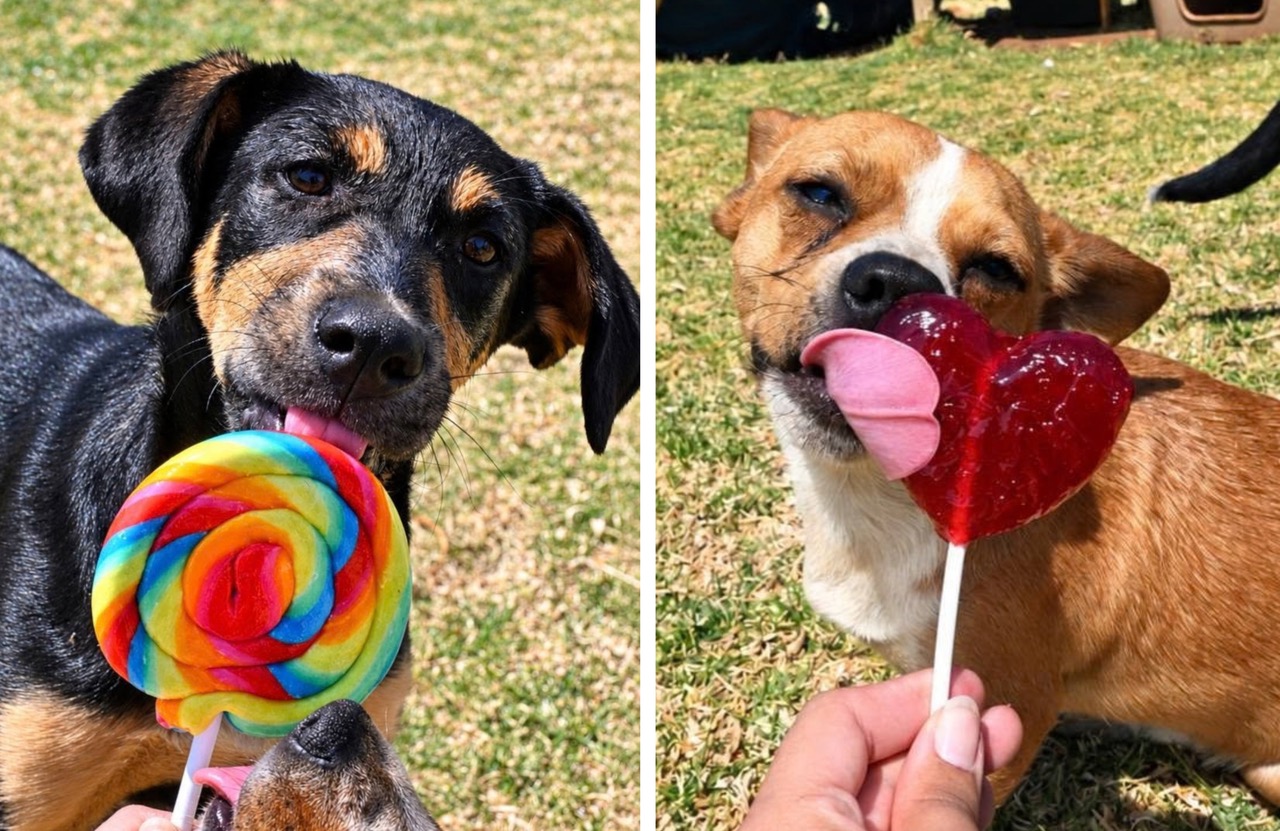 Rescue Dogs