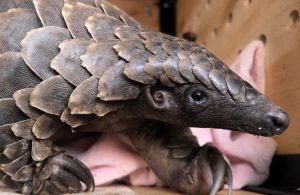 Pangolin